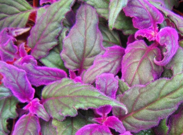 گینورا سارمنتوزا